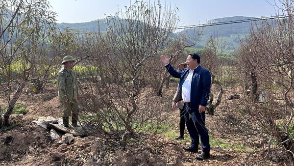 HTX đào cảnh Minh Hoà sẵn sàng cung ứng thị trường Tết 2026