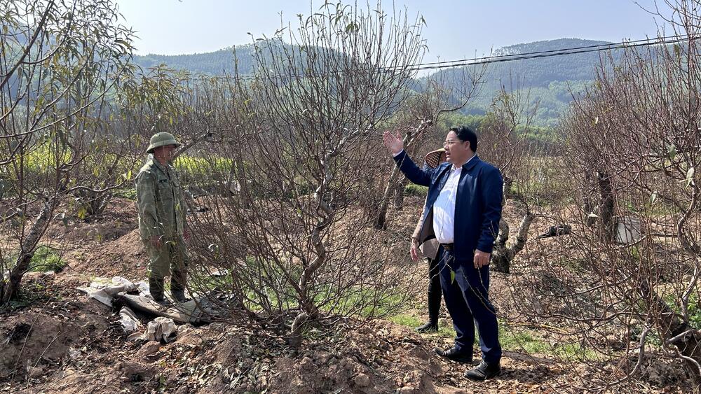 HTX đào cảnh Minh Hoà sẵn sàng cung ứng thị trường Tết 2026